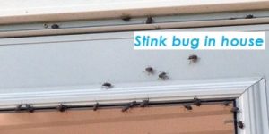 cleaningnews.gr wp content uploads 2016 06 Stink bug in house