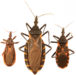 cleaningnews.gr wp content uploads 2016 06 Three species of kissing bugs305x300 3