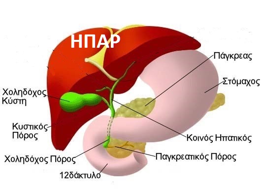 liver anatomy 4