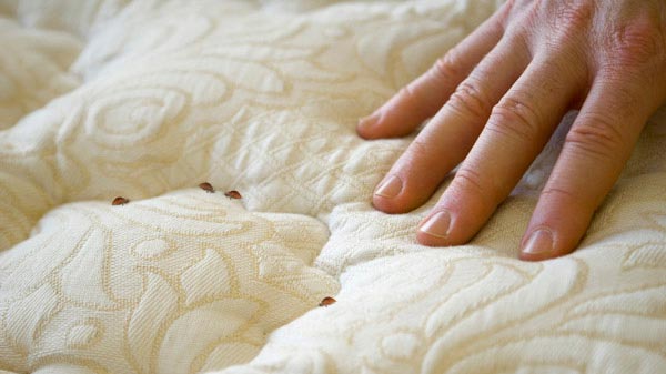 images easyblog articles 6425 bedbugs mattress