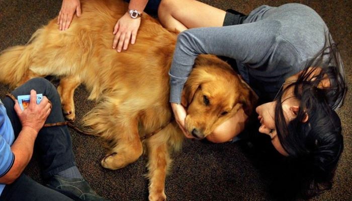 images easyblog articles 7243 b2ap3 large therapy dogs 01
