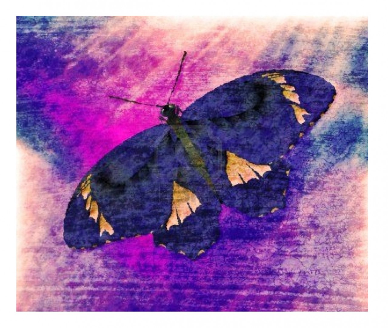 images easyblog articles 10405 b2ap3 large BUTTERFLY