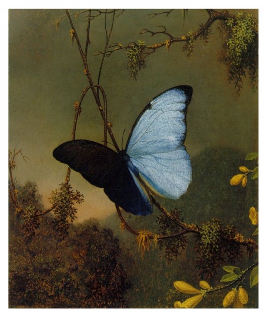 images easyblog articles 10405 b2ap3 medium Martin Johnson Heade Blue Morpho Butterfly